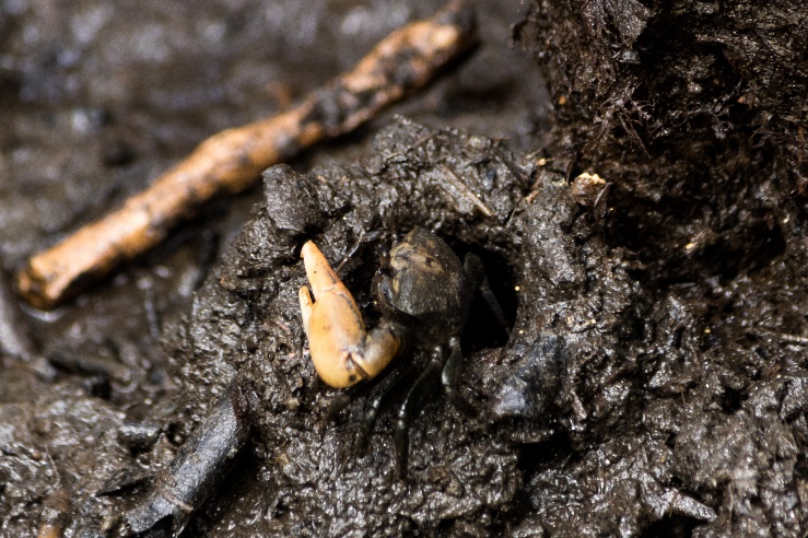 Projeto Biodiversidade Minuca vocator